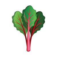 Chard with Bright Red Stems Illustration vector