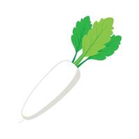 Daikon Radish with Smooth Texture Design vector