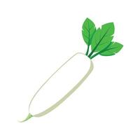 Smooth Texture Daikon Radish for Art vector