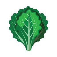 Stylish Kale Leaf with Curled Edges vector