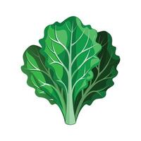Elegant Kale Leaf with Curled Edges vector
