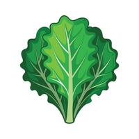 Stylish Kale Leaf with Curly Edges vector