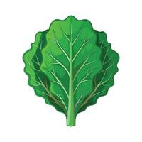 Single Kale with Wrinkled Leaves Design vector