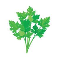 Art of Parsley with Delicate Green Leaves vector