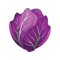 Artistic Purple Cabbage Leaf with Curved Veins vector