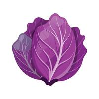 Purple Cabbage Leaf with Curved Veins vector