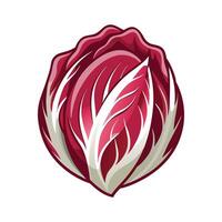 Elegant Radicchio Leaf with Bold Red and White vector