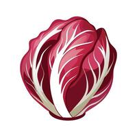 Stylish Radicchio Leaf with Bold Red and White vector