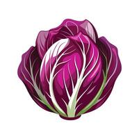 Art of Radish with Bright Red Skin vector