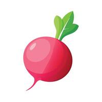 Radish with Pinkish Red Skin Design vector