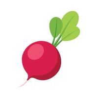 Elegant Radish with Pinkish Red Skin vector