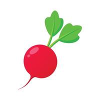 Stylish Radish with White Tip and Red Body vector