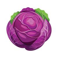 Elegant Round Red Cabbage with Layered Leaves vector