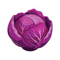 Stylish Round Red Cabbage with Layered Leaves vector