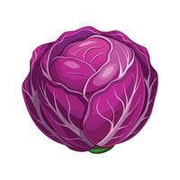 Art of Round Red Cabbage with Layered Leaves vector