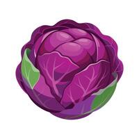 Round Red Cabbage with Layered Leaves vector