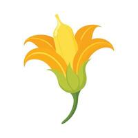 Squash Blossom with Yellow Petals vector