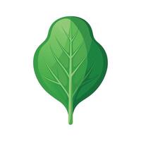 Elegant Spinach Leaf with Textured Veins vector