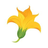 Elegant Squash Blossom with Yellow Petals vector