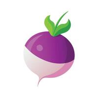 Turnip with Purple Top and White Bottom vector