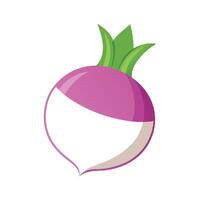 Elegant Turnip with Smooth White Skin vector