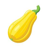 Single Yellow Squash with Curved Shape vector