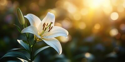 White lily blooms gracefully in a sunlit garden during golden hour, showcasing delicate petals and vibrant colors photo