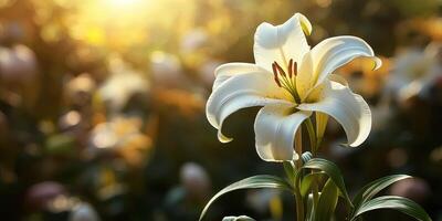 Close-up view of a blooming white lily in a sunlit garden during spring time featuring delicate petals and soft bokeh background photo