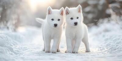 Two playful white puppies wander through a snowy path on a bright winter day, showcasing their fluffy fur photo