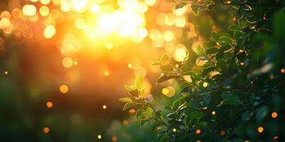 Sunlight filters through leaves creating a warm glow in a tranquil outdoor setting during late afternoon photo