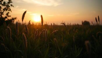 Silhouette of Grasses in a Field at Sunset photo