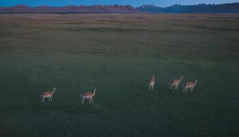 Four Deer Grazing in a Verdant Field at Dusk photo