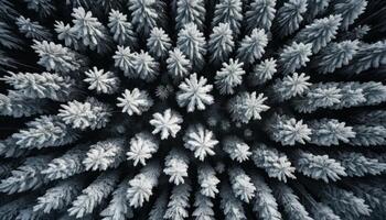 Aerial View of Snow Covered Evergreen Forest in Radial Pattern photo