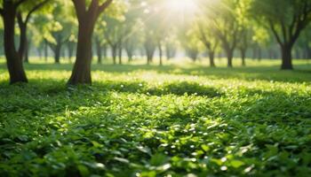 Sunlit Orchard Lush Green Grass and Trees photo