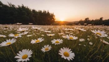 Sunset Over a Field of White Daisies with a Soft Golden Glow and Lush Green Background photo
