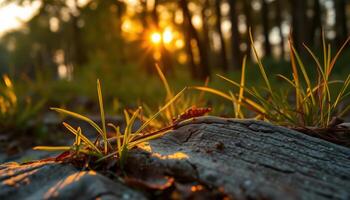 Sunrise Dew on Grass Blades Emerging from the Ground photo