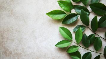 Green Leaves Laying Against A Soft Textured Background photo