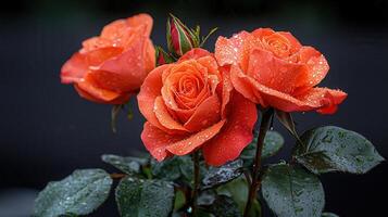 Three Dew Kissed Orange Roses Blooming Close Up Macro Shot photo