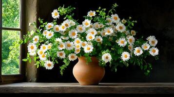 Rustic Still Life Daisies in Terracotta Pot by Window Spring Flowers photo