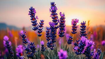Vibrant Lavender Field at Sunset Stunning Purple Flowers in a Scenic Landscape photo