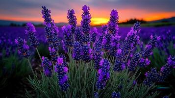 Vibrant Lavender Field at Sunset Close up of Blooming Purple Flowers photo