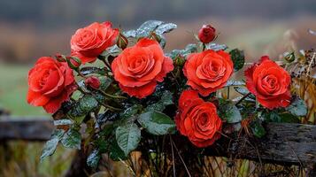 Stunning Red Roses Bush Blooming in Autumn Rain Dew Drops on Petals Garden Flowers photo