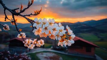 Stunning Sunset Landscape with Delicate White Blossoms and Rural Houses photo