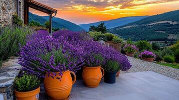 Stunning Lavender Plants in Terracotta Pots at Sunset Mountain View photo