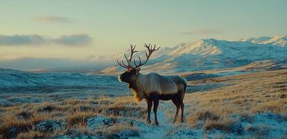 Majestic Reindeer in Winter Landscape Snow Covered Mountains Background photo