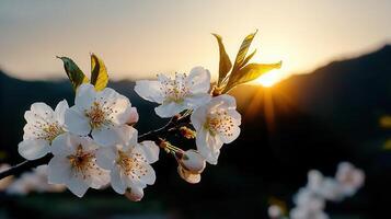 Serene Sunset Blossom Branch with White Flowers at Golden Hour photo