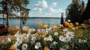 Vibrant Summer Daisies Blooming by Lakeside Serene Nature Scene photo