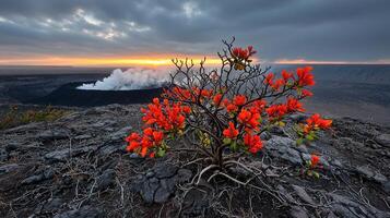 Vibrant Orange Flowers Blooming on Volcanic Rock at Sunset Dramatic Landscape photo