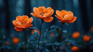 Three Vibrant Orange Roses in a Dark Moody Forest Setting photo