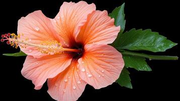 Stunning Peach Hibiscus Flower with Dew Drops Lush Green Leaves Isolated on Black Background photo
